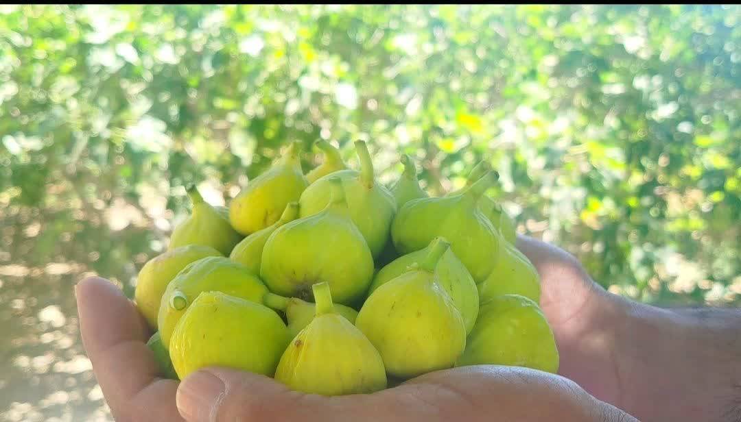 بردسکن، قطب نخست تولید انجیر در خراسان رضوی بردسکن، قطب نخست تولید انجیر در خراسان رضوی