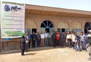 توزیع گوسفند قره گل در ایستگاه اصلاح نژاد سرخس آغاز شد