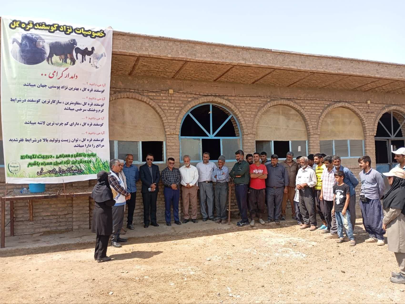 توزیع گوسفند قره گل در ایستگاه اصلاح نژاد سرخس آغاز شد توزیع گوسفند قره گل در ایستگاه اصلاح نژاد سرخس آغاز شد