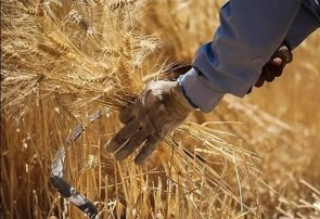 افزایش ۴۳ درصدی تولید گندم در خراسان رضوی افزایش ۴۳ درصدی تولید گندم در خراسان رضوی