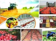 افزایش ۳۱ درصدی ارزش اقتصادی تولیدات کشاورزی خراسان رضوی افزایش ۳۱ درصدی ارزش اقتصادی تولیدات کشاورزی خراسان رضوی