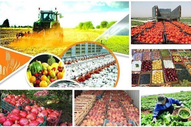 افزایش ۳۱ درصدی ارزش اقتصادی تولیدات کشاورزی خراسان رضوی افزایش ۳۱ درصدی ارزش اقتصادی تولیدات کشاورزی خراسان رضوی