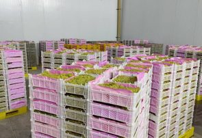 صادرات ۲۰۰ تن انگور جغتای خراسان رضوی به پاکستان صادرات ۲۰۰ تن انگور جغتای خراسان رضوی به پاکستان