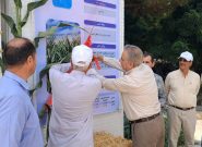 رونمایی از ارقام جدید بذر ذرت و سورگوم در جوین خراسان رضوی