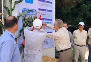 رونمایی از ارقام جدید بذر ذرت و سورگوم در جوین خراسان رضوی