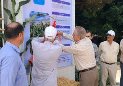 رونمایی از ارقام جدید بذر ذرت و سورگوم در جوین خراسان رضوی