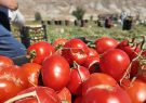 برداشت ۱۰۰ تن گوجه فرنگی از هر هکتار در باجگیران قوچان