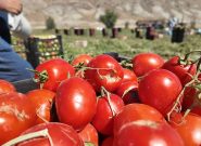 برداشت ۱۰۰ تن گوجه فرنگی از هر هکتار در باجگیران قوچان برداشت ۱۰۰ تن گوجه فرنگی از هر هکتار در باجگیران قوچان