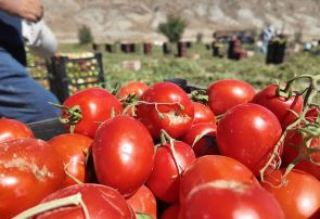 برداشت ۱۰۰ تن گوجه فرنگی از هر هکتار در باجگیران قوچان