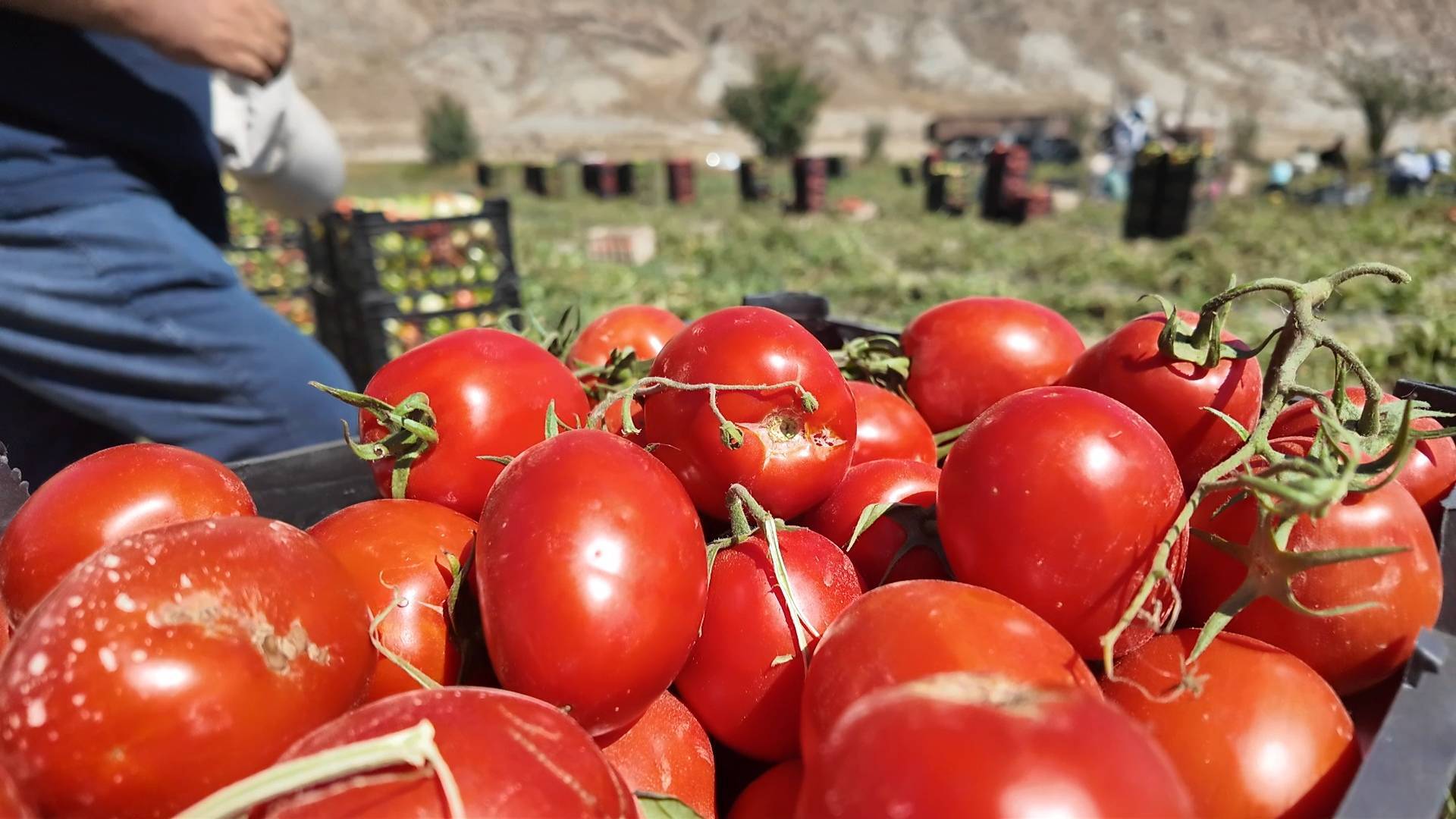 برداشت ۱۰۰ تن گوجه فرنگی از هر هکتار در باجگیران قوچان برداشت ۱۰۰ تن گوجه فرنگی از هر هکتار در باجگیران قوچان