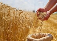 افزایش خرید تضمینی گندم و دانههای روغنی در خراسان رضوی افزایش خرید تضمینی گندم و دانههای روغنی در خراسان رضوی