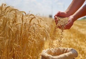 افزایش خرید تضمینی گندم و دانههای روغنی در خراسان رضوی