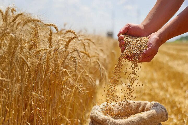افزایش خرید تضمینی گندم و دانههای روغنی در خراسان رضوی افزایش خرید تضمینی گندم و دانههای روغنی در خراسان رضوی