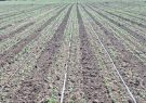 آغاز کشت دانه روغنی کلزا در مزارع نیشابور