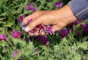 تولید سالانه ۳۱۵ تن گیاه دارویی در شهرستان جوین خراسان رضوی