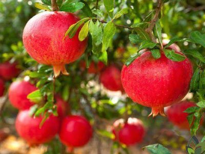 پیشبینی برداشت ۶ هزار تن انار از باغهای کاشمر