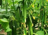 آغاز برداشت خیار از گلخانههای شهرستان جوین خراسان رضوی