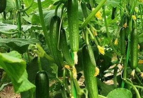 آغاز برداشت خیار از گلخانههای شهرستان جوین خراسان رضوی
