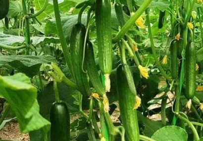 آغاز برداشت خیار از گلخانههای شهرستان جوین خراسان رضوی