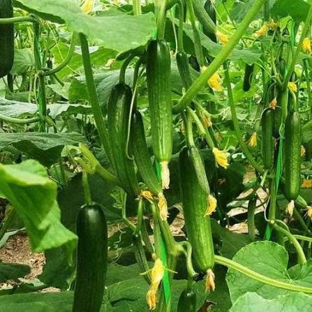 آغاز برداشت خیار از گلخانههای شهرستان جوین خراسان رضوی آغاز برداشت خیار از گلخانههای شهرستان جوین خراسان رضوی