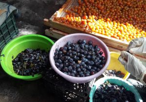 تولید بیش از ۱۴ هزار تن آلو در نیشابور