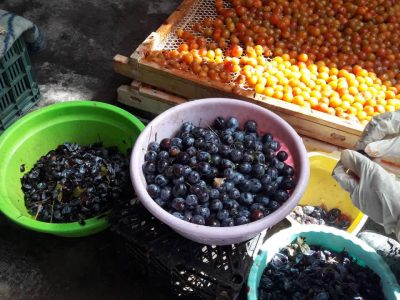 تولید بیش از ۱۴ هزار تن آلو در نیشابور